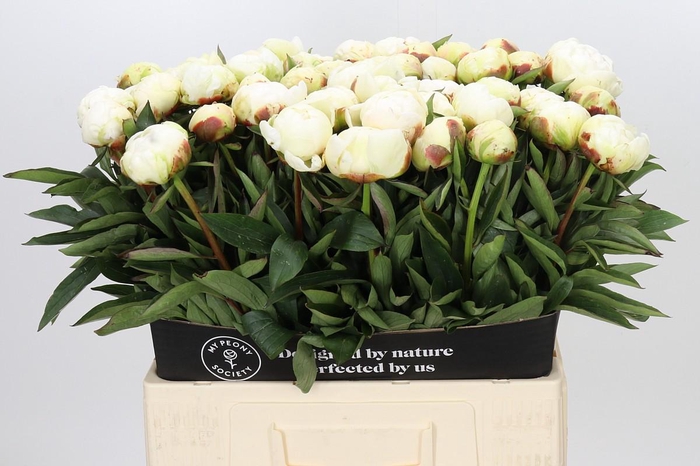 <h4>Paeonia Madame Claude Tain</h4>