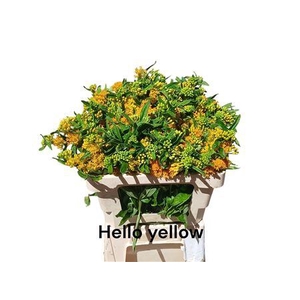 ASCL T HELLO YELLOW
