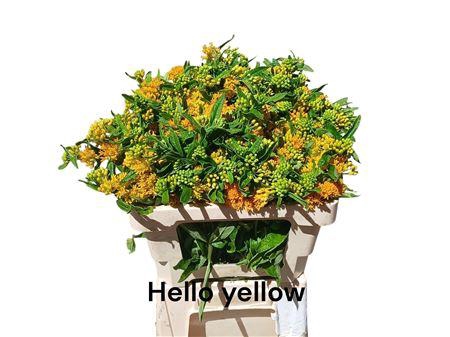 <h4>ASCL T HELLO YELLOW</h4>
