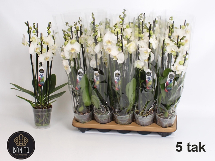 <h4>PHAL AN NOTTINGHAM</h4>