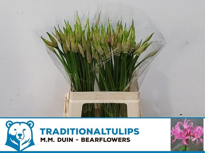 <h4>NE BO FAVOURITE</h4>