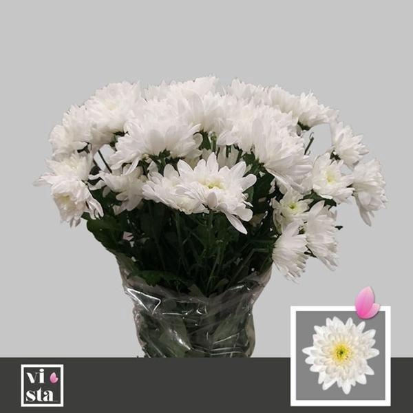 <h4>CHR T BALTICA</h4>