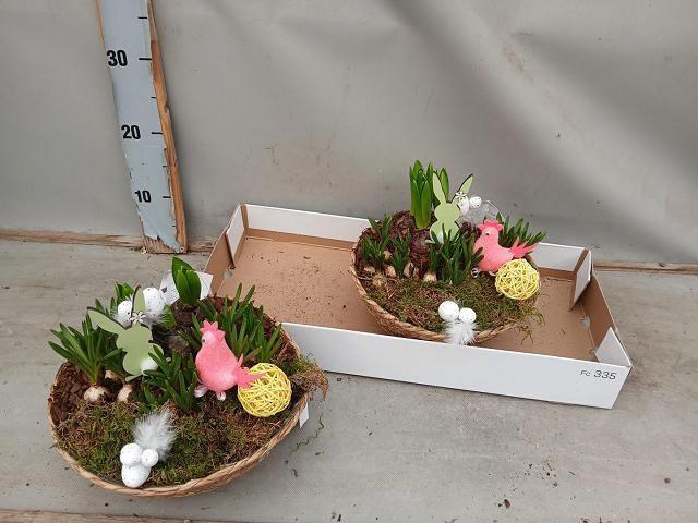 <h4>ARR BOL KNOLGEWAS</h4>