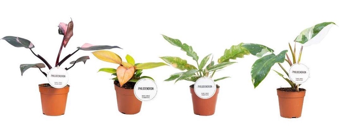 <h4>Philodendron Princess Mix</h4>