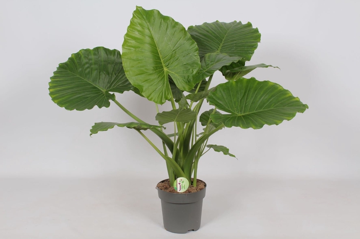 <h4>Alocasia gageana</h4>