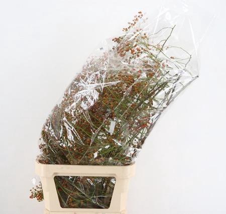 <h4>ROSA CORALLO ORANGE EXTRA 100CM</h4>