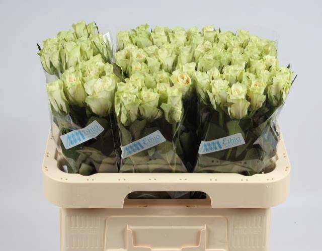 <h4>R GR ATHENA</h4>