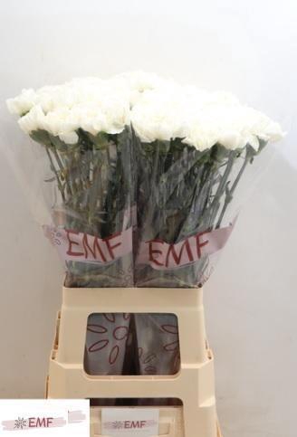 <h4>DI ST EVEREST</h4>