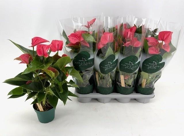 <h4>ANTHU AN MELITO</h4>