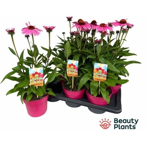 ECHINA SOMBRERO ROSE