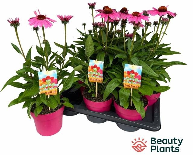 <h4>ECHINA SOMBRERO ROSE</h4>