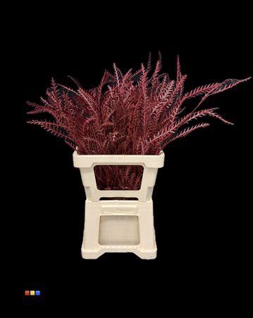 <h4>Grevillea Ivanhoe Bordeaux</h4>