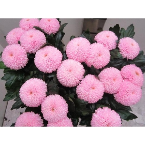 Chr G Superbowl Sweet Rose