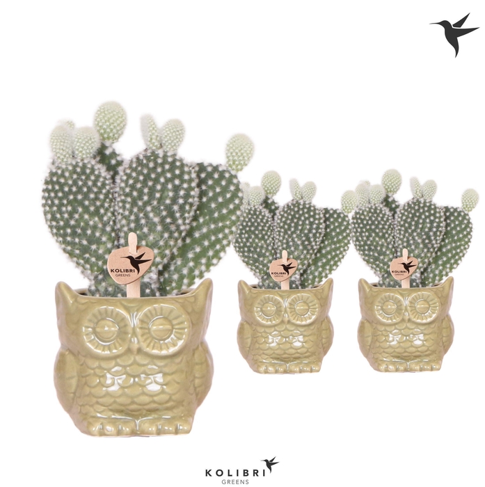 <h4>Kolibri Greens Opuntia white in Owl pot green</h4>