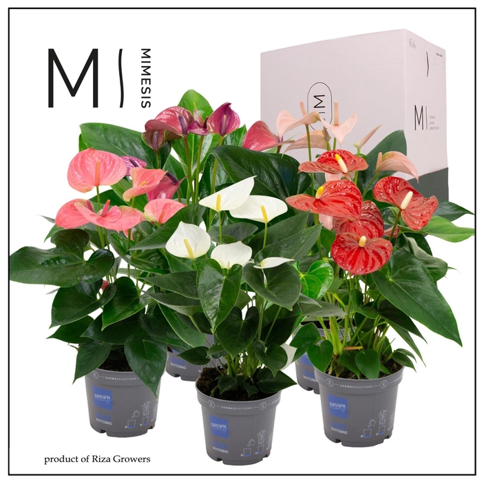 <h4>Mimesis Anthurium KARMA Allstar mix - 12 cm</h4>