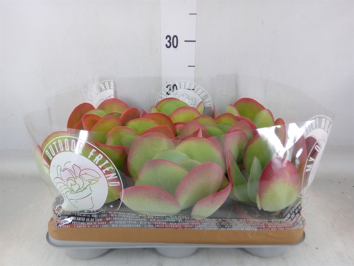 <h4>Kalanchoe NF thyrsiflora</h4>
