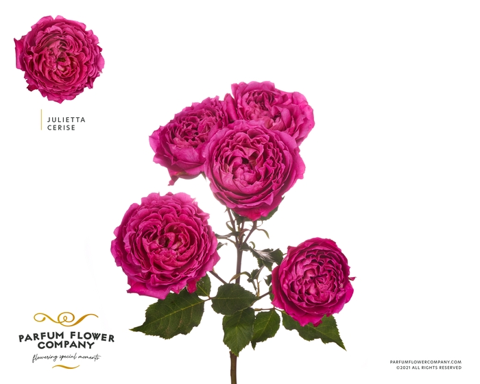 <h4>Rosa Spray Garden Julietta Cerise</h4>