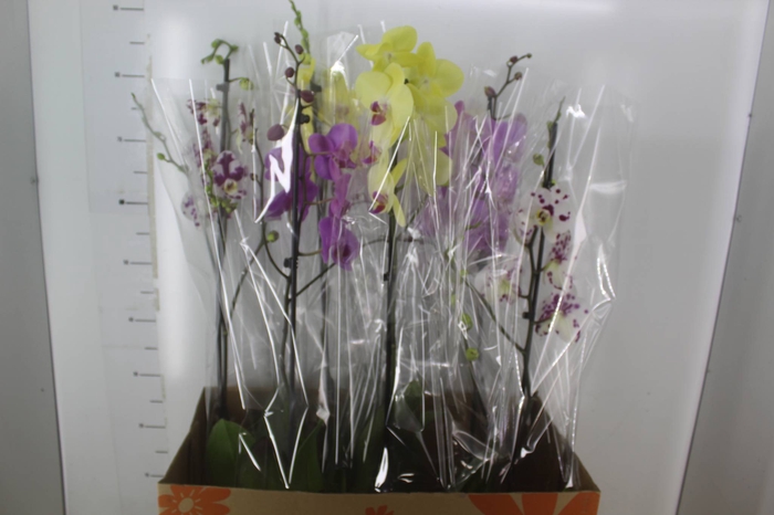 <h4>PHALAENOPSIS P15 PERFILHADA</h4>