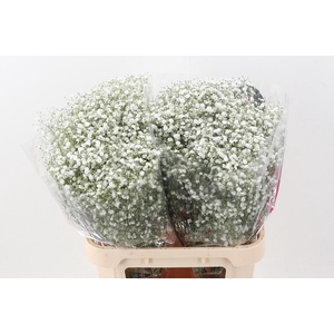 Gyps Pa Xlence MP 30 gram