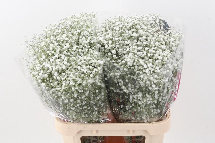 <h4>Gyps Pa Xlence MP 30 gram</h4>