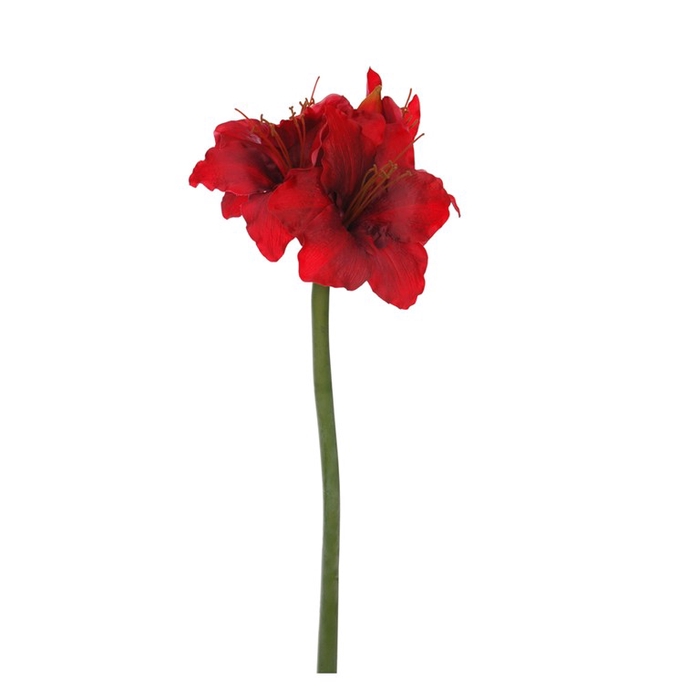 <h4>Large hippeastrum 90cm red</h4>