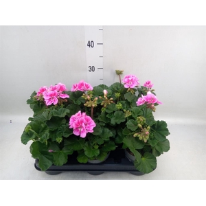 Pelargonium zona.   ...F1
