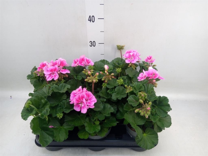 <h4>Pelargonium zona.   ...F1</h4>