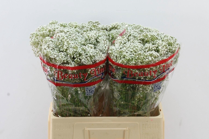 <h4>GYPS PANICULATA OV</h4>