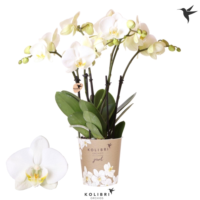 <h4>Kolibri Orchids Phalaenopsis Jewel Ghent 5 spike</h4>