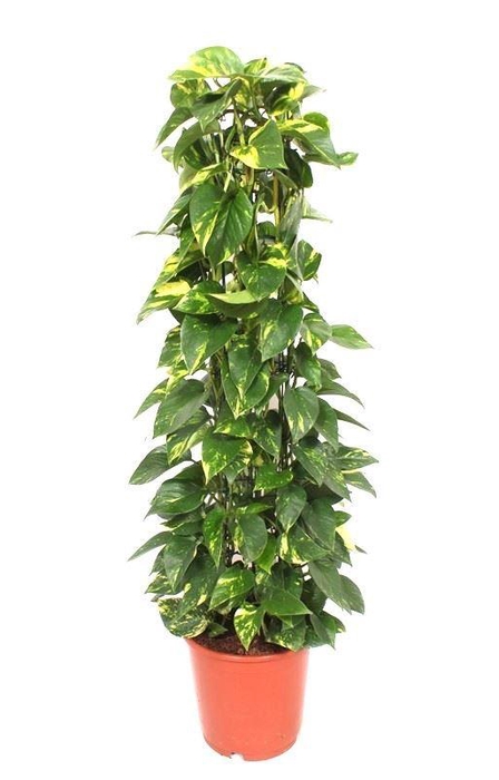 <h4>Epipremnum pinn. 'Aureum'</h4>