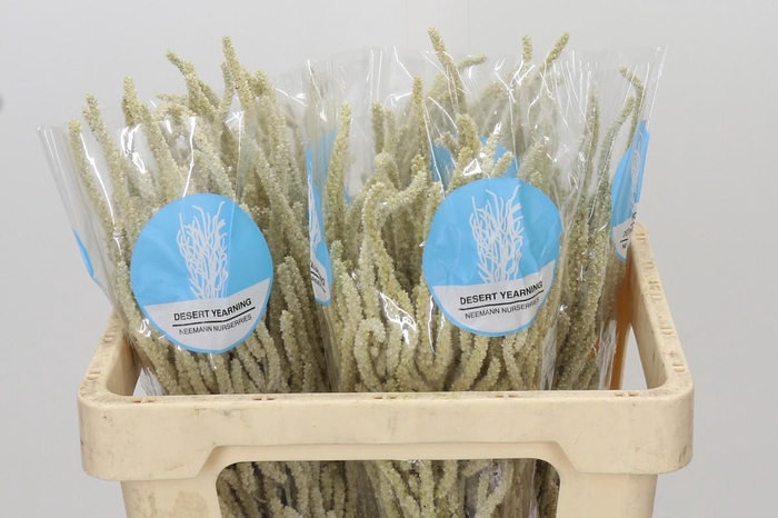 <h4>Amaranthus Yearming Desert</h4>