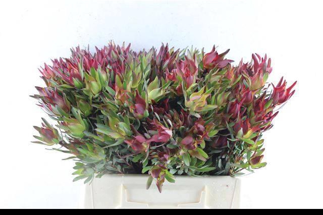 <h4>LEUCAD SAL BLUSH</h4>