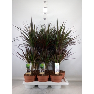 Dracaena marg. 'Magenta'