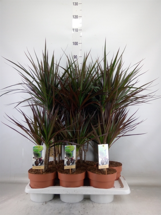 <h4>Dracaena marg. 'Magenta'</h4>