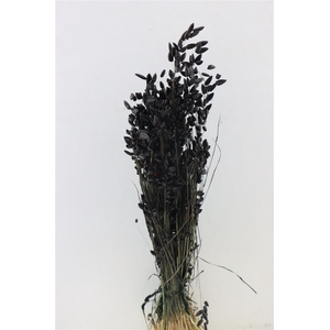 Dried Briza Maxima Black Bunch