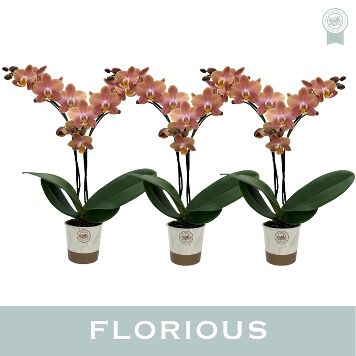 <h4>No9 Phal 2 Tak Bruin Brownion</h4>