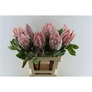 PROTEA CYNAROIDES