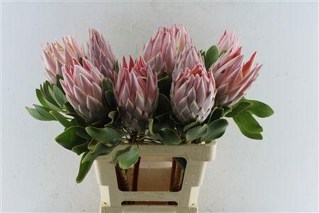 <h4>PROTEA CYNAROIDES</h4>