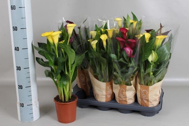 <h4>ZANT GEM 4 KL</h4>