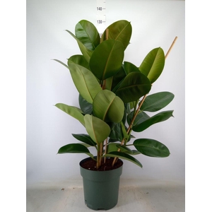 Ficus elastica 'Robusta'