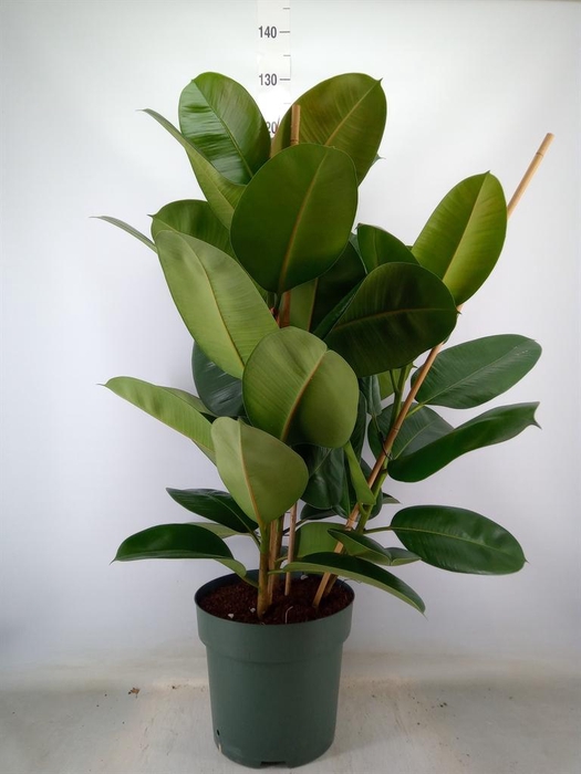 <h4>Ficus elastica 'Robusta'</h4>