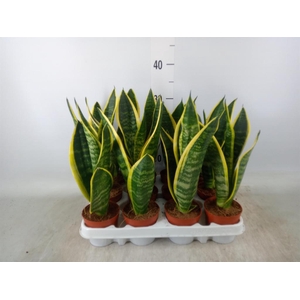 Sansevieria trifa. 'Futura Superba'