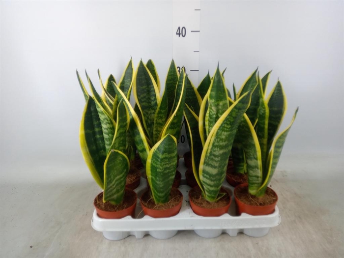 <h4>Sansevieria trifa. 'Futura Superba'</h4>