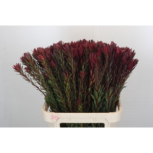 Leucadendron Safari Sunset Spray