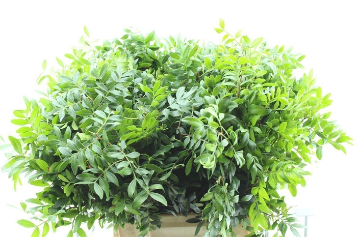 <h4>Pistache 40 Cm Short</h4>