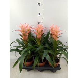 Guzmania  'Melissa'