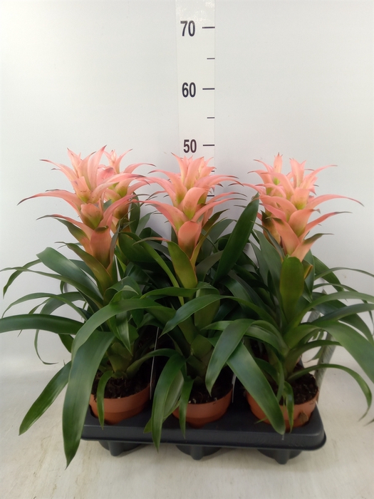 <h4>Guzmania  'Melissa'</h4>