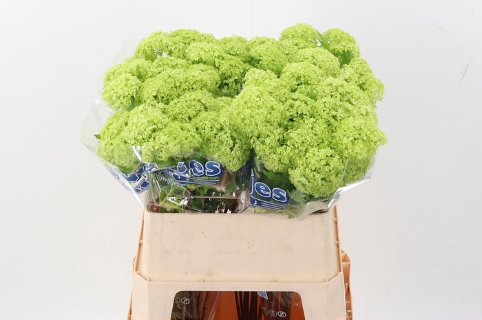 <h4>Viburnum Roseum St</h4>