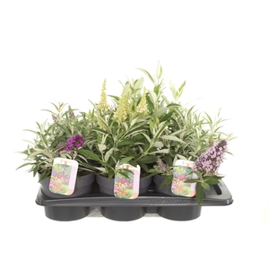 Buddleja Butterfly Candy mix