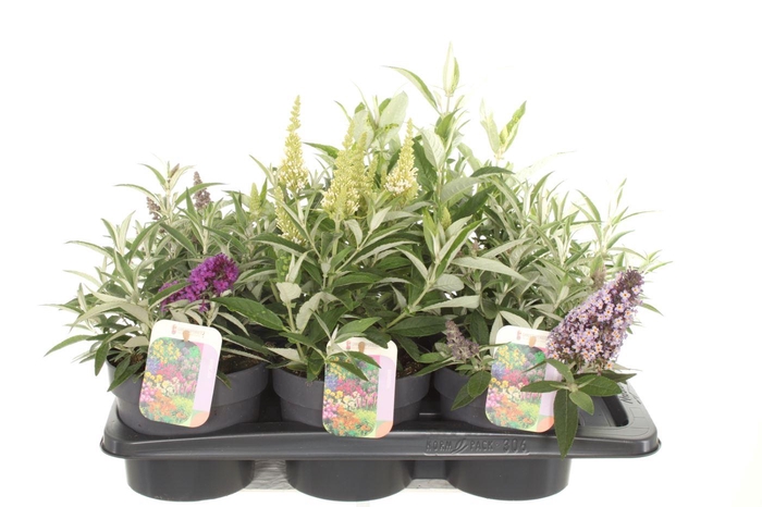 <h4>Buddleja Butterfly Candy mix</h4>